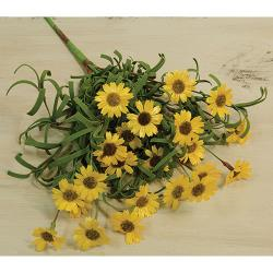 Mini Mountain Daisy Bush 18".