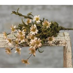 Mini Mountain Daisy Bush 18".